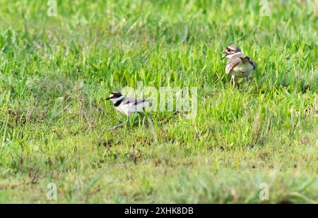 Falscher junger Killer (Chardarius vociferus) mit seinem Elternteil im Gras, Texas, USA Stockfoto