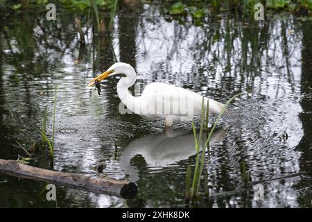 Der große Weißreiher (Ardea alba) fing im Brazos Bend State Park, Texas, USA, einen Krebs Stockfoto