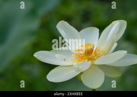 Gelbe Lotusblume im Cullinan Park, Sugar Land, Texas Stockfoto