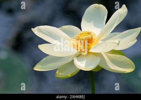 Gelbe Lotusblume im Cullinan Park, Sugar Land, Texas Stockfoto