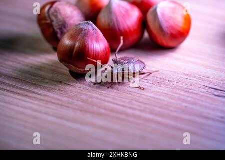 Eine Nahaufnahme einer Halyomorpha Halys auf Haselnüssen Stockfoto