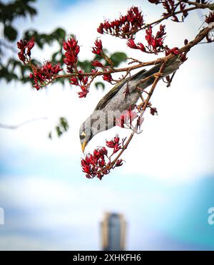 Ein Honeyeatvogel im Schotia-Baum in den Royal Botanic Gardens Melbourne, Australien. Stockfoto