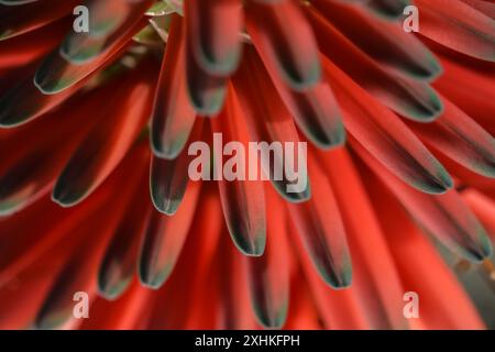 Makrofotografie der Aloe Ferox Pflanze in den Royal Botanic Gardens von Victoria, Melbourne Australien. Stockfoto