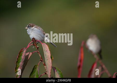 Zwei Hausspatzen, Passer domesticus, Nelson, Südinsel, Neuseeland Stockfoto