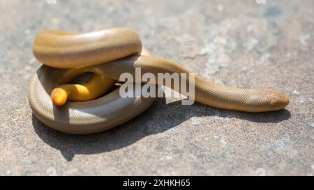 Northern Rubber Boa Snake mit erhöhtem Schwanz, um Raubtiere zu täuschen, dass es der Kopf ist. Quail Hollow Ranch County Park, Santa Cruz County, Californi Stockfoto