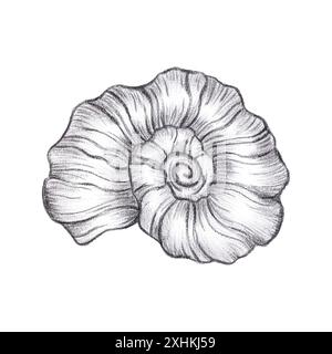 Hand gezeichnete schwarze Bleistift Muschel isoliert auf weißem Hintergrund. Marine Illustrationen können für Karten, Etiketten, Einladungen und andere gedruckte Produkte verwendet werden Stockfoto