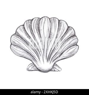 Hand gezeichnete schwarze Bleistift Muschel isoliert auf weißem Hintergrund. Marine Illustrationen können für Karten, Etiketten, Einladungen und andere gedruckte Produkte verwendet werden Stockfoto