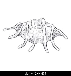 Hand gezeichnete Kohle schwarze Bleistift Muschel isoliert auf weißem Hintergrund. Marine Illustrationen können für Karten, Etiketten, Einladungen und andere gedruckte Produkte verwendet werden Stockfoto