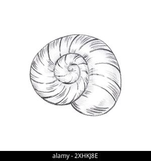 Hand gezeichnete schwarze Bleistift Spirale Muschel isoliert auf weißem Hintergrund. Marine-Illustration kann für Karten, Etiketten, Einladungen und andere gedruckte PR Stockfoto