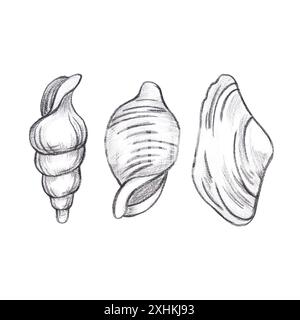 Handgezeichneter schwarzer Bleistift-Satz Muschel isoliert auf weißem Hintergrund. Marine-Illustration kann für Karten, Etiketten, Einladungen und andere gedruckte PR Stockfoto