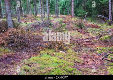 Reifenspuren im Wald nach einer Forstmaschine Stockfoto