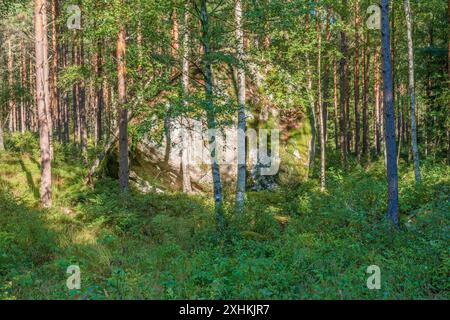 Glazialer, erratischer Felsbrocken in einem Kiefernwald Stockfoto