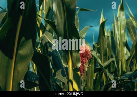 Maisseide (Stigma maydis), glänzende Fasern, die als Teil von Maisohren oder Mais wachsen, selektiver Fokus Stockfoto