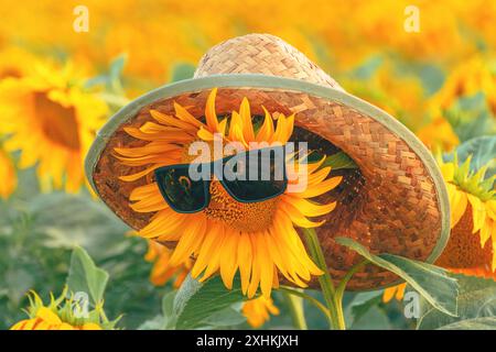 Lustiges Bild einer blühenden Sonnenblumenpflanze mit Sonnenbrille und Strohhut im Sommer, selektiver Fokus Stockfoto