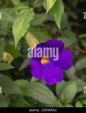 Nahaufnahme von violettem Blau mit goldener gelber Kehlblume des tropischen Busches Thunbergia erecta alias Buschuhr Rebe oder Königsmantel im Garten Stockfoto