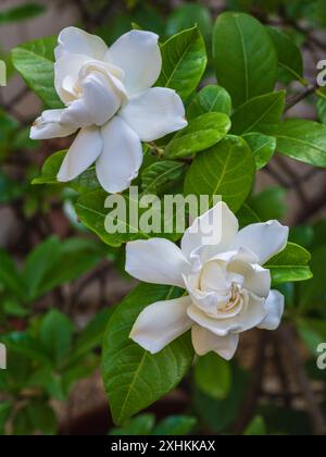 Nahaufnahme der Gardenia Jasminoides alias Cape Jasmin duftende weiße Blumen, die draußen im Garten blühen Stockfoto