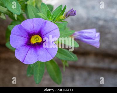 Nahaufnahme der violetten und gelben Blume von calibrachoa parviflora aka Strandpetunie isoliert im Garten Stockfoto