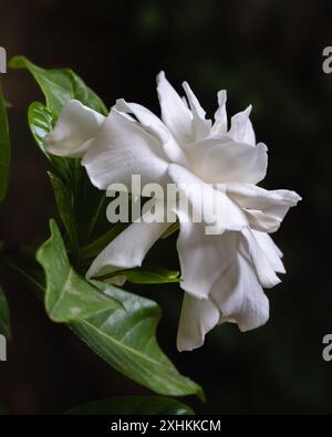 Nahaufnahme vertikale Ansicht der Gardenia Jasminoides aka Cape Jasmin frische weiße Blume blüht draußen isoliert auf dunklem Hintergrund Stockfoto