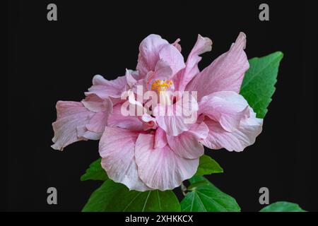 Nahaufnahme einer zarten rosa rot-weißen Doppelhibiskus rosa sinensis Blume mit Blättern isoliert auf schwarzem Hintergrund Stockfoto