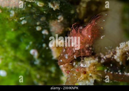 Haarige Garnelen, Phycocaris Simulans, Hippolytidae, Anilao, Batangas, Philippinen, Philippinische See, indopazifik, Asien Stockfoto