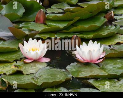 Rosa und weiße Seerose, Nymphaea „Marliacea Rosea“ zwischen dunklem, schwimmendem Laub Stockfoto