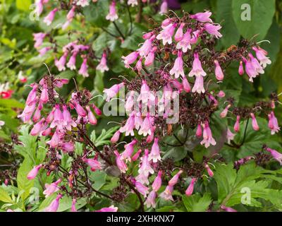 Sommerblumen der lang blühenden halbimmergrünen rosa Blüten, Penstemon digitalis „Dakota Verde“ Stockfoto