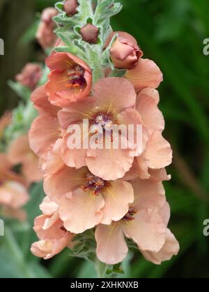 Pfirsichfarbene Sommerblumen in der Spitze des Ziermeißels, Verbascum „Helen Johnson“ Stockfoto