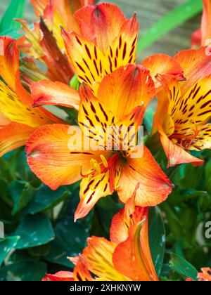 Rote und gelbe Blüten des niedrig wachsenden Klumpes, der peruanische Lilie bildet, Alstroemeria „Inticancha Bryce“ Stockfoto