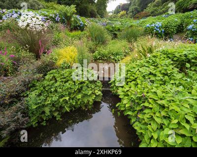 Sehen Sie den Bach hinauf in Trebah subtropischen Gärten, Cornwall, Großbritannien mit Hydrangea Macrophylla Sorten Stockfoto