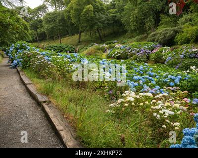 Massed Hydrangea Macrophylla Pflanzung in Trebah subtropischen Gärten, Cornwall, Großbritannien Stockfoto