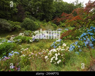 Massed Hydrangea Macrophylla Pflanzung in Trebah subtropischen Gärten, Cornwall, Großbritannien Stockfoto