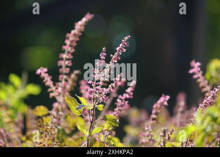 Heiliges Basilikum, Tulasi-Pflanze auf schwarzem Hintergrund. Ocimum tenuiflorum. Stockfoto