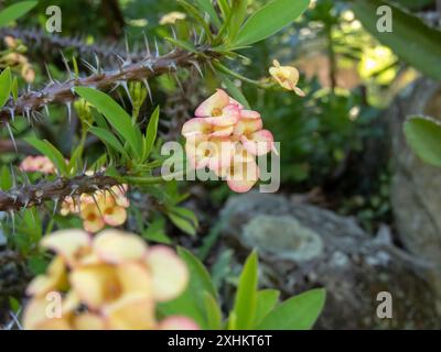 Dornenkrone oder Christuspflanze oder Christusdornstachelpflanze. Euphorbia milii mit blassgelben Blüten. Stockfoto