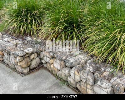 Gabionen-Stützmauer und Ziergras im Stadtdesign. Carex morrowii oder Kan suge oder Morrow's Sedge oder japanischer Grassedge oder japanischer Sedge Stockfoto