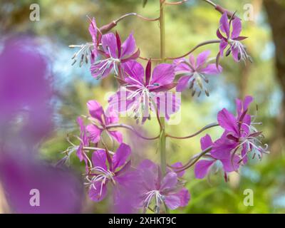 Feuerweed rosa vier Blütenblätter in Nahaufnahme mit verschwommenem Vordergrund. Ivan Chai oder Chamaenerion angustifolium blühende Pflanze. Rosebay Willowhere-Rassismus Stockfoto