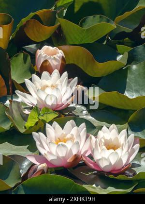 Weiße Seerose oder nymphaea drei helle Blüten und grüne Blätter. Blassrosa Blüte einer wunderschönen Wasserpflanze. Seerose mit durchscheinenden Blütenblättern Stockfoto