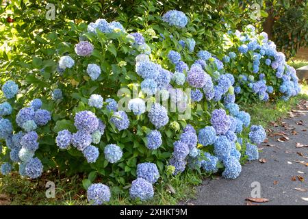 Hortensie macrophylla Zierstrauch mit blauen Blumenköpfen. Hortensie Gartenhecke. Mehrfarbige Hortensia-Blüten. Französische Hortensie blühende Pflanzen. Stockfoto