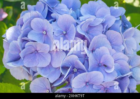 Hydrangea macrophylla Blue Blumenkopf Nahaufnahme. Hortensia Blue Blume. Französische Hortensie blühende Pflanze. Stockfoto