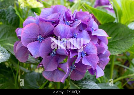 Hydrangea macrophylla lila Blumenkopf Nahaufnahme. Lila Hortensia-Blüte. Französische Hortensie blühende Pflanze. Stockfoto