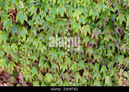 Parthenocissus tricuspidata oder Bostoner Efeu-Zierpflanze, die Gartenzaun bedeckt. Traubenelfeu oder japanisches Efeu üppiges Laub. Japanischer Kriecher oder woodbine Stockfoto