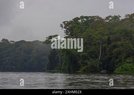 Costa Rica, Provinz Limon, Nationalpark Tortuguero, tropischer Regenwald Stockfoto