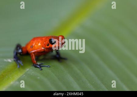 Costa Rica, Provinz Limon, Tortuguero Nationalpark, Oophaga pumilio, Erdbeer-Giftfrosch oder Blue Jean (Oophaga pumilio) Stockfoto