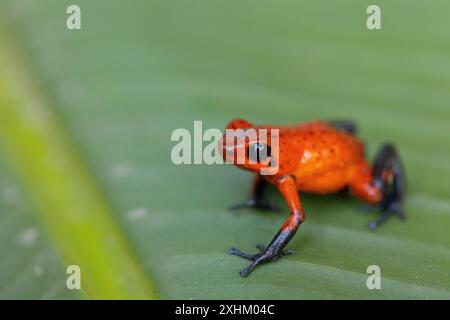 Costa Rica, Provinz Limon, Tortuguero Nationalpark, Oophaga pumilio, Erdbeer-Giftfrosch oder Blue Jean (Oophaga pumilio) Stockfoto