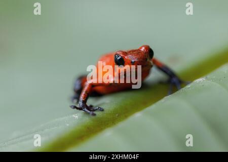 Costa Rica, Provinz Limon, Tortuguero Nationalpark, Oophaga pumilio, Erdbeer-Giftfrosch oder Blue Jean (Oophaga pumilio) Stockfoto