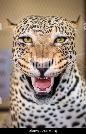 Namibia, Otjozondjupa Region, Otjiwarongo, Kings Taxidermy, Präparierwerkstatt für Jagdtrophäen Stockfoto