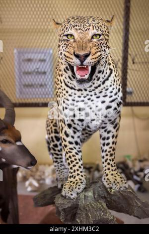 Namibia, Otjozondjupa Region, Otjiwarongo, Kings Taxidermy, Präparierwerkstatt für Jagdtrophäen Stockfoto