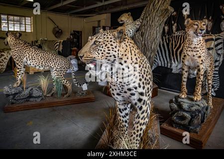 Namibia, Otjozondjupa Region, Otjiwarongo, Kings Taxidermy, Präparierwerkstatt für Jagdtrophäen Stockfoto