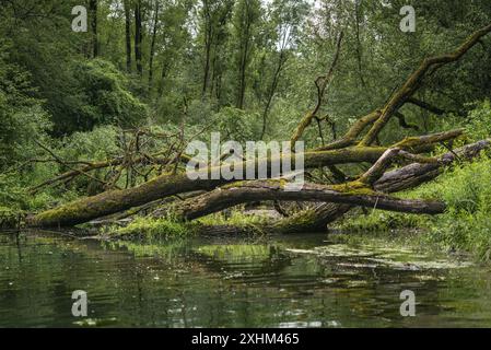 Frankreich, Bas Rhin, Strabourg, Naturschutzgebiet Rohrschollen. Stockfoto