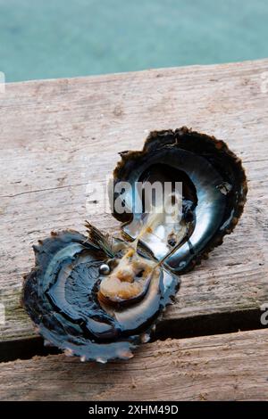 Französisch-Polynesien, Insel Taha'a, offene Austern, die eine Zuchtperle auf einem Holzbrett in einer Perlenfarm enthüllt Stockfoto