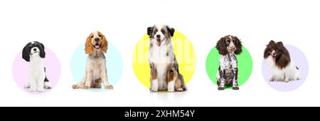 Banner. Verschiedene Hunde, Havanesen, Cocker Spaniel, Australian Shepherd, English Springer Spaniel, und Pommern, die sich vor dem Hintergrund ausgeben Stockfoto